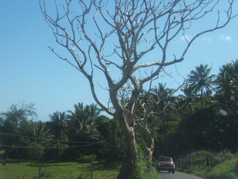 DSCF9286